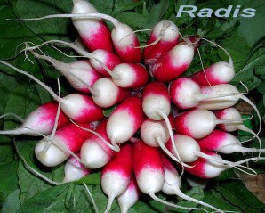 Radis_DC