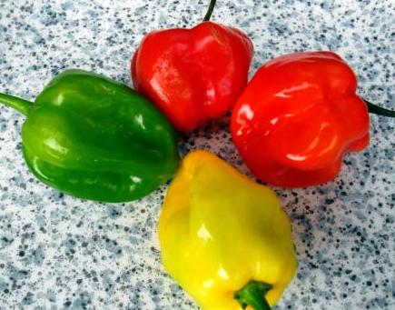 1246954787-pims-habanero-antillais-1